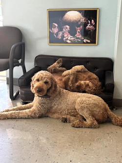 Dogs, Auto Repair Shop in Purcellville, PA